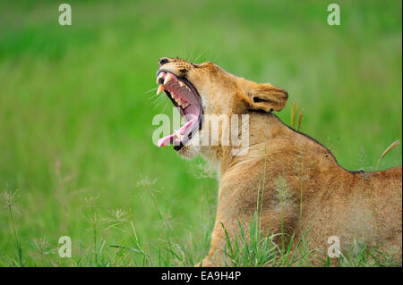 Giovani LION CUB sbadigli, che mostra già impressionante denti Foto Stock