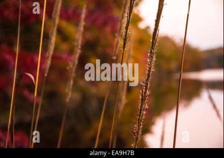 Reeds lungo il litorale con la caduta delle foglie bagnate in ricchi toni di colore di autunno al crepuscolo. Stone Mountain Park, Atlanta, GA. Foto Stock