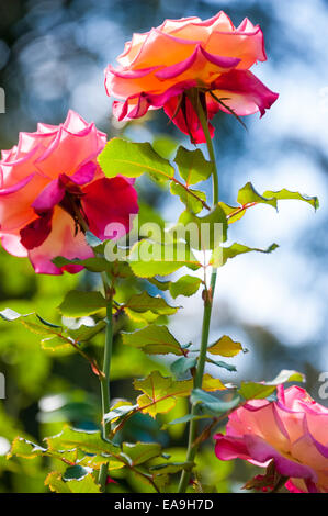 Vivid multi-colorate di rose per raggiungere il sole del Fernbank Museum Giardino di Rose in Atlanta, Georgia, Stati Uniti d'America. Foto Stock