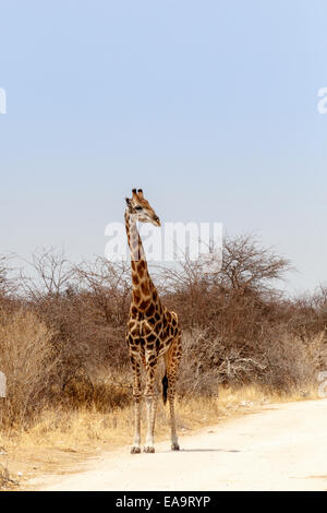 Adulto giraffa sulla strada per il parco nazionale di Etosha, Ombika, Kunene, Namibia, vera fotografia della fauna selvatica Foto Stock