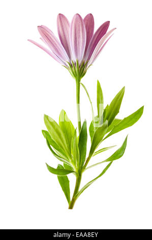 Fiore a margherita isolato su bianco Foto Stock