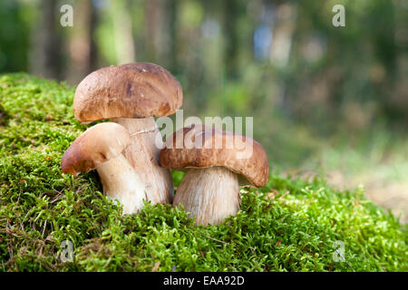 Tre funghi porcini () su moss in foresta Foto Stock