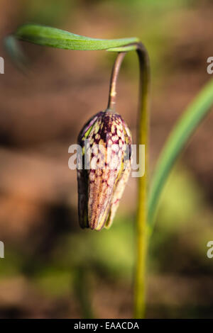 Fritillaria meleagris, Serpenti Fritillary testa Foto Stock