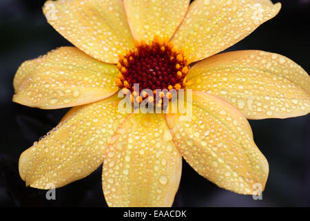 Dahlia Vescovo di York Foto Stock
