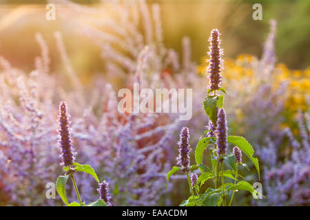 Agastache Rugosa 'Liquirizia Blue' Foto Stock