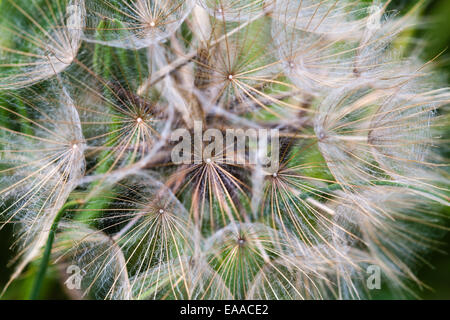 Close up di tarassaco - Taraxacum - seedhead Foto Stock