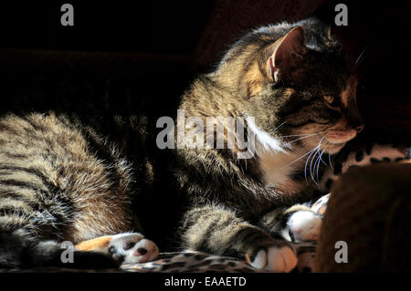 [Cat cat bed] sole ombra [sala sun] sun Foto Stock