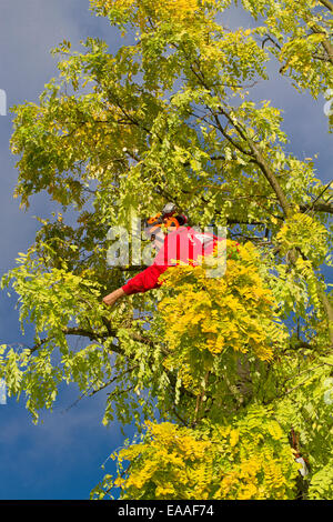 Londra, Lewisham un albero chirurgo al lavoro Foto Stock