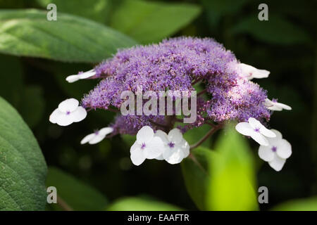 Hydrangea aspera subsp. sargentiana. Foto Stock