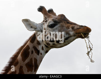 Giraffe (giraffa camelopardarlis) mangia fieno Foto Stock