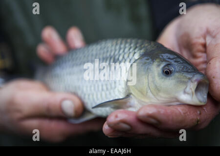 Un uomo con una giovane carpa pesce, la sua pesca di cattura, nelle sue mani. Foto Stock