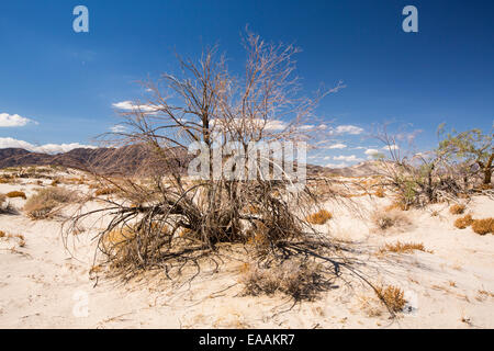 Una boccola di morti nel deserto di Mojave in California, Stati Uniti d'America. Foto Stock