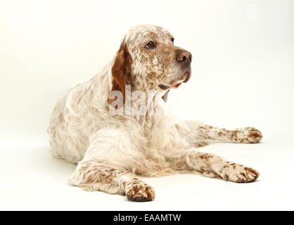 Setter inglese cane su sfondo bianco Foto Stock