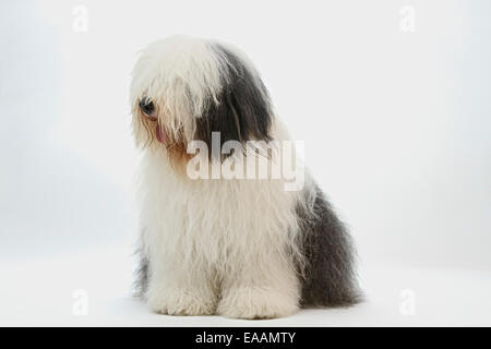 Old English sheep dog spesso associata con vernice Dulux annuncio Foto Stock