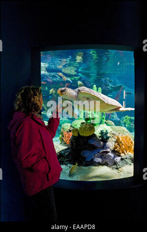 Ritratto verticale di un turista a guardare una tartaruga verde nuotare passata in un acquario. Foto Stock