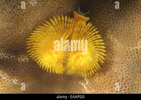 Giallo albero di Natale worm (Spirobranchus giganteus) Bohol Sea, Filippine, Sud-est asiatico Foto Stock