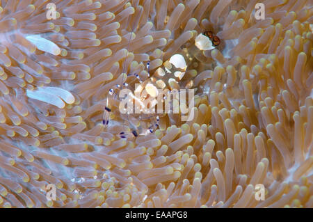 Giovane partner (gamberetti Periclimenes brevicarpalis) Bohol Sea, Filippine, Sud-est asiatico Foto Stock