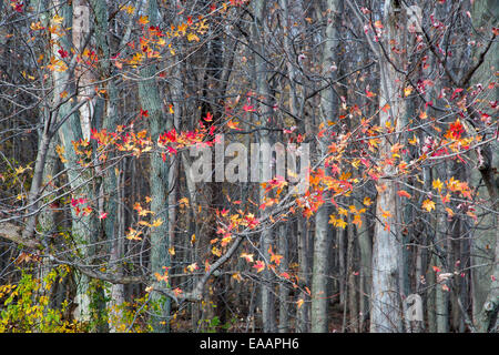 Oak Harbor, Ohio - Le ultime foglie di autunno sugli alberi a Ottawa National Wildlife Refuge. Foto Stock