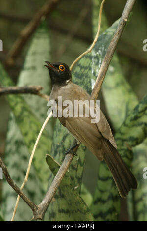 African red-eyed Bulbul appollaiato sul ramo, dimostrando chiaramente l'occhio rosso e nero della testa. Foto Stock