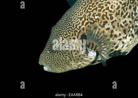 Mappa pufferfish, Poisson-ballon, scarabocchiati pufferfish, scarabocchiati toadfis (Arothron mappa) Bohol Sea, Filippine, Sud-est asiatico Foto Stock