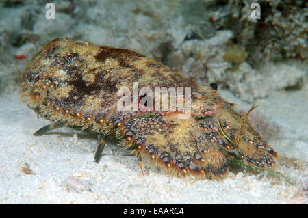 Pantofola aragosta o scolpito mitten aragosta (Parribacus antarcticus) Bohol Sea, Filippine, Sud-est asiatico Foto Stock