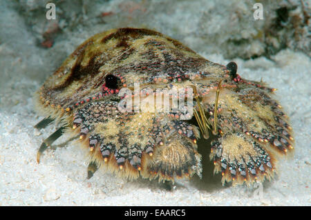 Pantofola aragosta o scolpito mitten aragosta (Parribacus antarcticus) Bohol Sea, Filippine, Sud-est asiatico Foto Stock