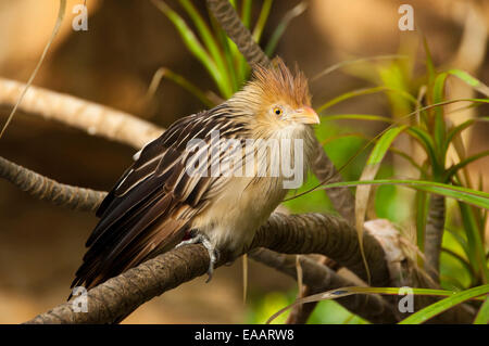 Chiudere orizzontale di un cuculo Guira, Guira guira, in una voliera. Foto Stock