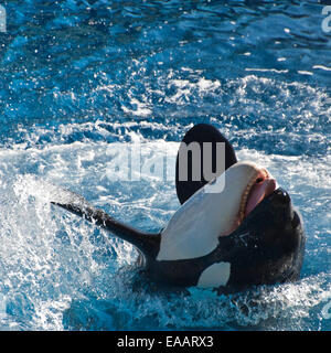 Piazza vicino di un Orca o balena killer. Foto Stock