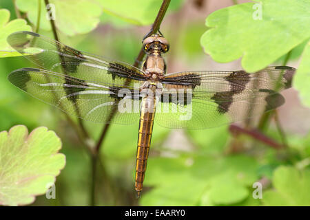 Dipinto di libellula skimmer Foto Stock