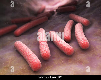 Batteri Escherichia coli cellule Foto Stock