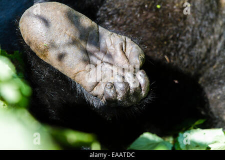 Una montagna goriila piede fotografato in Impentrable Bwindi forest, Uganda. Foto Stock