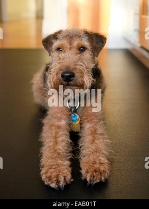 Airedale Terrier reclinata su pavimento Foto Stock