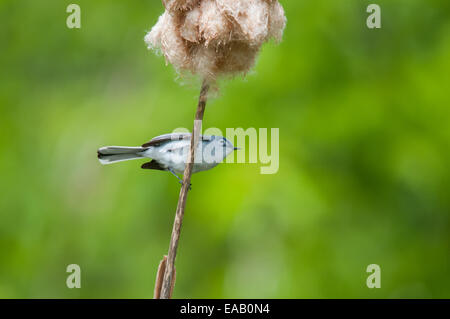 Colore grigio-blu Gnatcatcher appollaiato su un Tifa. Foto Stock