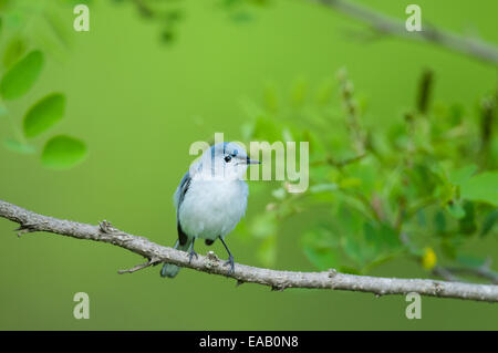 Colore grigio-blu Gnatcatcher appollaiato su un ramo. Foto Stock