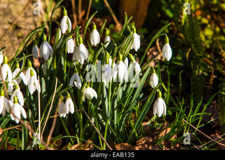 Neve di primavera scende in piena fioritura Foto Stock