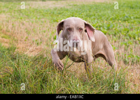 Weimaraner al di fuori di un campo Foto Stock