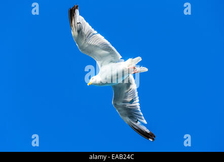 Un seagul in volo contro un brigh blu cielo chiaro Foto Stock