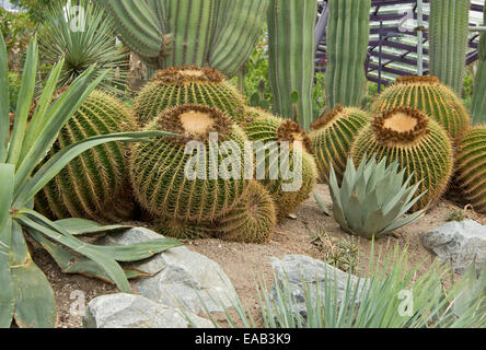 Gruppo di grandi globulare Echinocactus grusonii - palla dorata cactus - Sun padiglione presso i giardini dalla Baia di Singapore Foto Stock