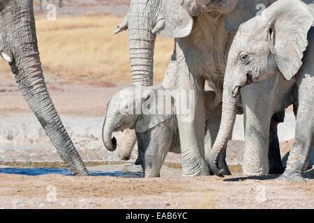 L'elefante africano (Loxodonta africana) con il bambino e di vitello, ricoperte di fango e di bere a waterhole, Etosha NP, Namibia, Africa Foto Stock