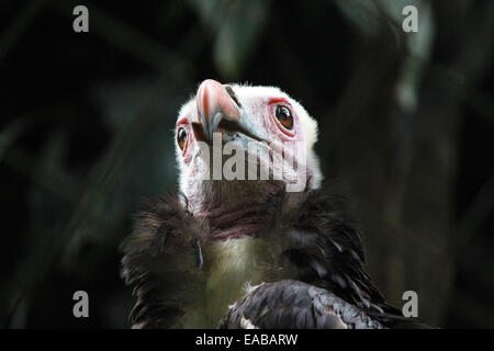 Testa di un avvoltoio White-Headed (Trigonoceps occipitalis) Foto Stock