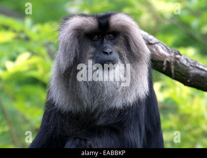 Close-up di un leone-coda Macaque o Wanderoo (Macaca silenus) di fronte alla fotocamera Foto Stock