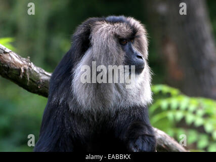 Close-up di un leone-coda Macaque o Wanderoo (Macaca silenus) fino in una struttura ad albero Foto Stock