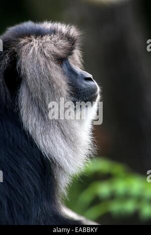 Close-up di un leone-coda Macaque o Wanderoo (Macaca silenus) testa visto di profilo Foto Stock