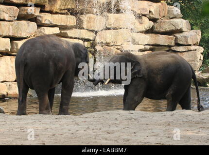 Due giovani bull elefanti asiatici (Elephas maximus) sgrossatura di alloggiamento e cavorting Foto Stock