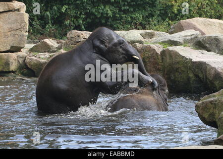 Turbolenti maschi giovani elefanti asiatici (Elephas maximus) avendo divertimento mentre la balneazione Foto Stock