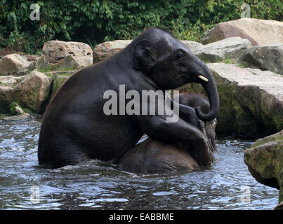 Turbolenti maschi giovani elefanti asiatici (Elephas maximus) avendo divertimento mentre la balneazione Foto Stock