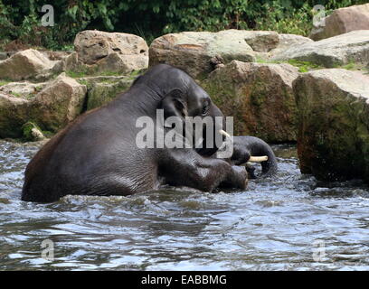 Giocoso maschi giovani elefanti asiatici (Elephas maximus) avendo divertimento mentre la balneazione Foto Stock