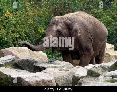 Femmina elefante indiano (Elephas maximus) oscillanti il suo tronco nel messaggio di saluto Foto Stock