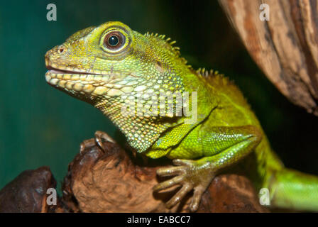 Acqua verde dragon, Physignathus cocincinus Foto Stock