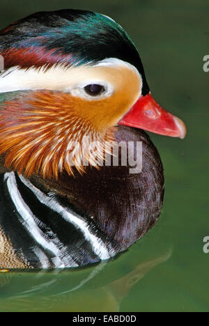 Anatra di mandarino, Aix galericulata, Primo Piano Foto Stock